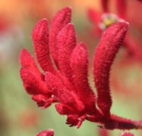 FLORA